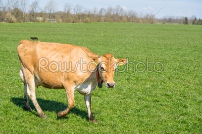 Jersey cow walking on grass