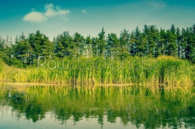 Lake surrounded by rushes and pine trees