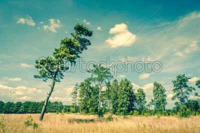 Landscape with a tall pine tree
