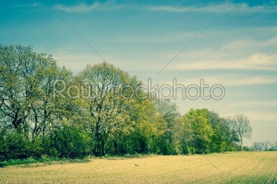 Landscape with trees on a field