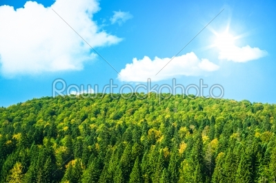 Large green forest with sunshine and blue sky
