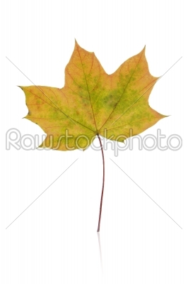 leaf, fall