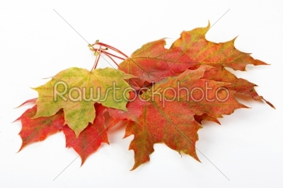 leaves, fall