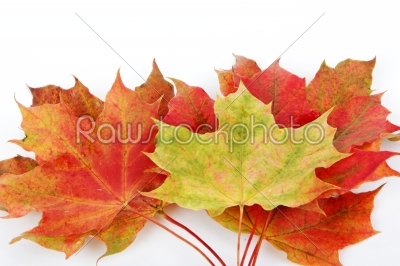 leaves, fall