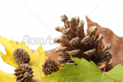 leaves with pine cones
