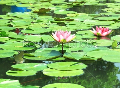 lotus Gardens