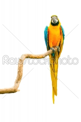 Macaw parrot on a twig