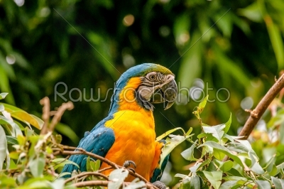 Macaw parrot sitting in a tree