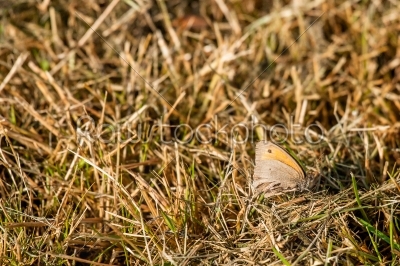 Maniola jurtina butterfly in the grass