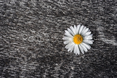 Marguerite flower on a rough surface