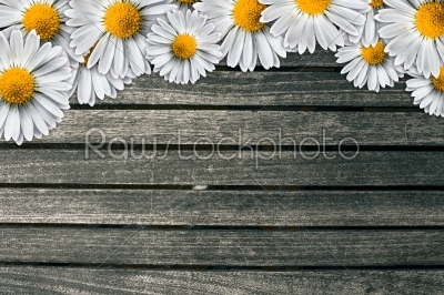 Marguerites on a dark wood background