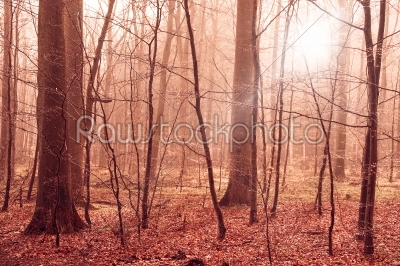 Misty forest foliage in warm colors