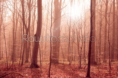 Misty forest foliage with sunligt in the morning