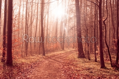 Misty forest path in the woods