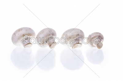 mushrooms champignons with shadow arranged in line on white back