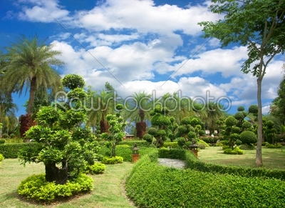 Natural bonsai tree garden