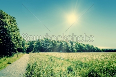 Nature path surrounded by fields and trees