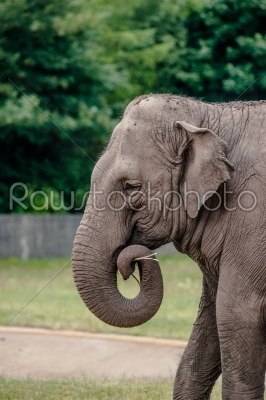 Old cute elephant eating straw