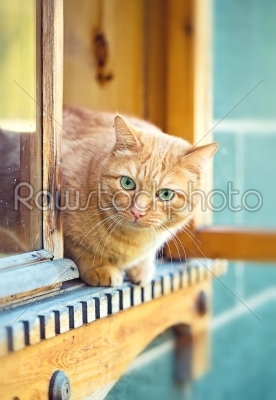 orange cat in the window