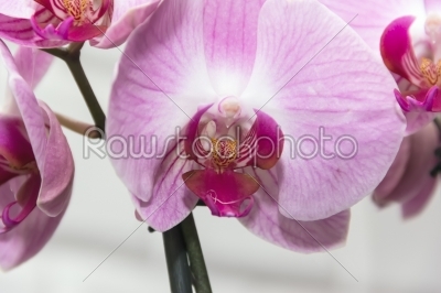 Orchid violet