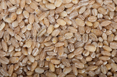 organic wheat grains 