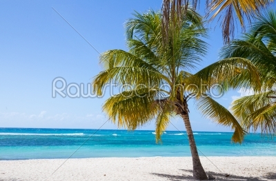 Palm trees on the beach of Isla Saona