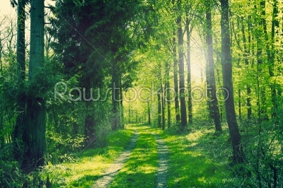 Path in a green forest