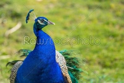 Peacock on green background