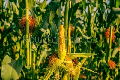 Peeled corn on a field