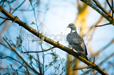 Pigeon sitting on a branch in the forest