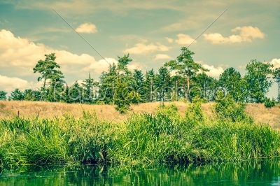 Pine trees by the lake