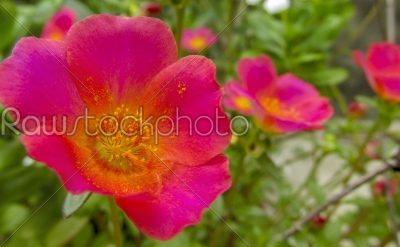 Pink-Red flower closeup with yellow pollens