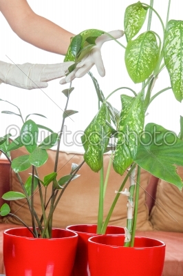 plant care in home