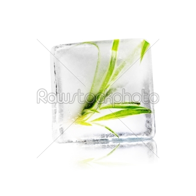 plant in ice cube