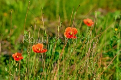 Poppy flower on a green meadow