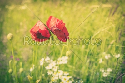 Poppy flowers on a meadow