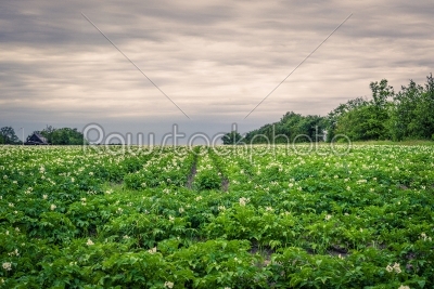 Potato field in cloudy weather