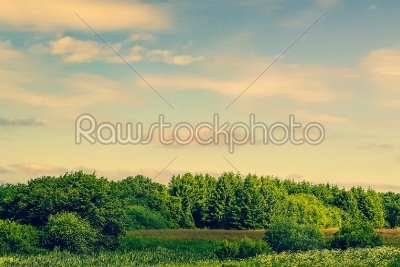 Prairie landscape with green trees