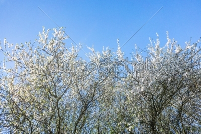 Prunus Cerasifera tree in the spring