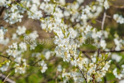 Prunus Cerasifera tree with white flowers