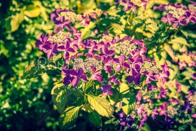 Purple flowers in a green garden