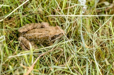 Rana Temporaria frog in the grass