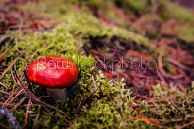 Red fungus