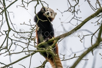 Red panda climbing in a tree