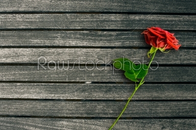 Red rose on dark wood background