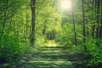 Road going through a green forest