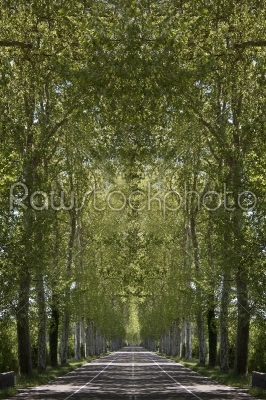 road wooded