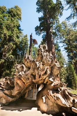root Sequoia