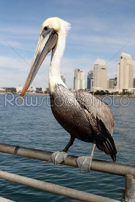 San Diego Pelican