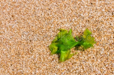 seaweed on a beach sand, closeup algae